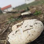 Tomajor Vendeghazak Διαμέρισμα