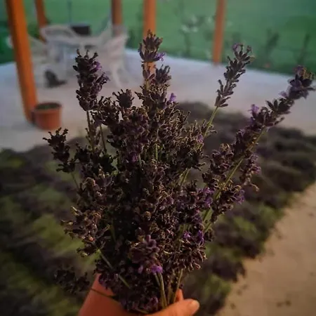 Tomajor Vendeghazak 아파트 *