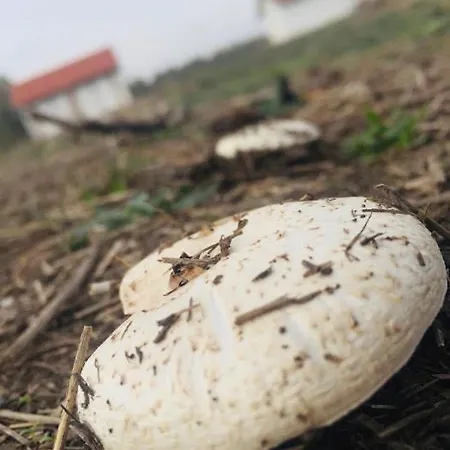 Tomajor Vendeghazak 아파트
