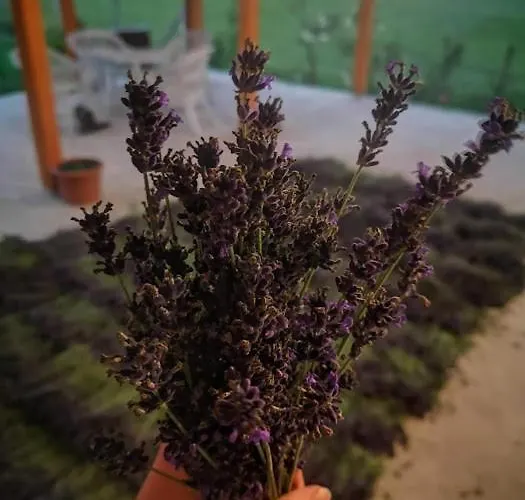 Tomajor Vendeghazak Daire *