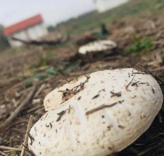 Tomajor Vendeghazak Daire